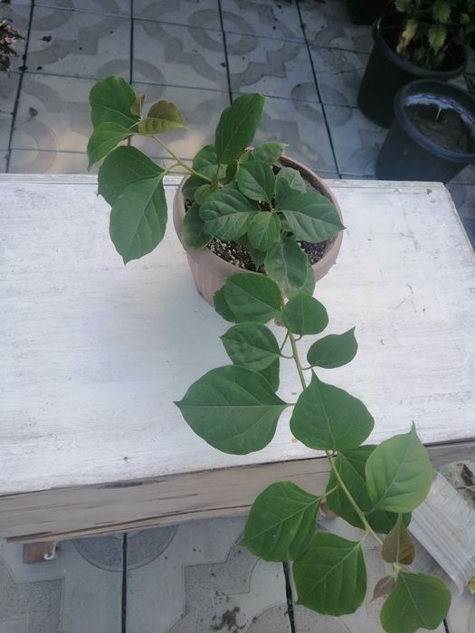 Продаю комнатные растения