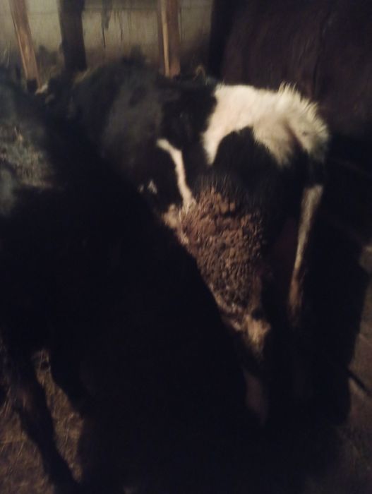 Vând 2 tăurași și o vițea.