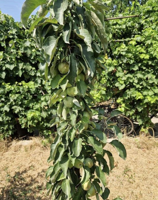 Pomi fructiferi columnari