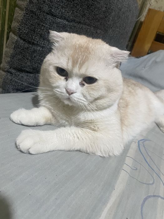 Имя Симба очень тихий и умный кошка