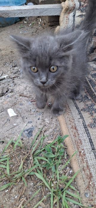 Котята ищут дом и любящее сердце
