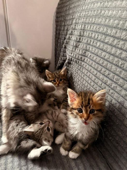 Отдам котят бесплатно