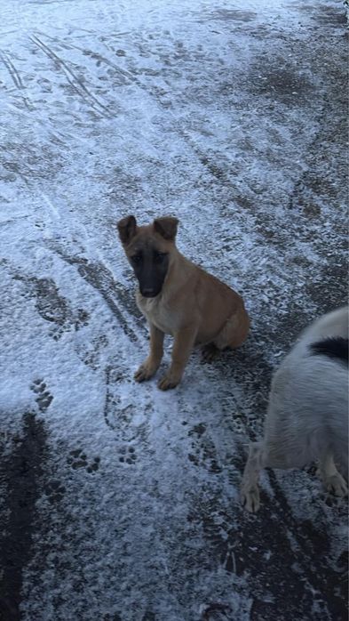 Отдам щенят бесплатно