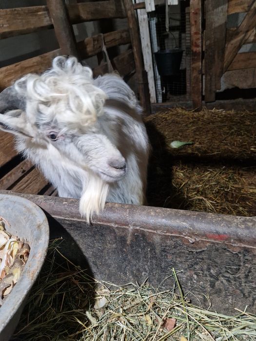 Продойотся Козёл молчной породы