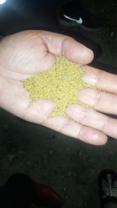 Seminte de lucerna selectata