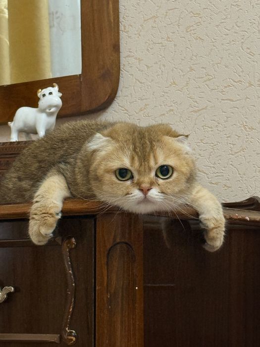 Продаются  Котята золотая шиншила
