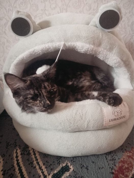 Отдам кошечку в добрые руки