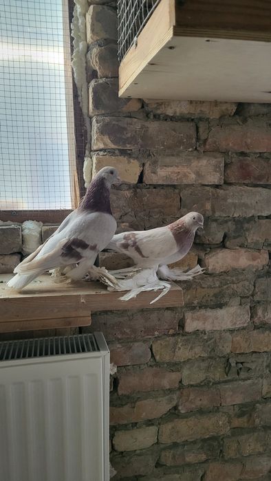 Бир пара сирен кабутар сотилади