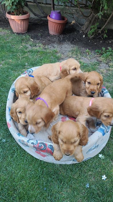 Cocker Spaniel caini