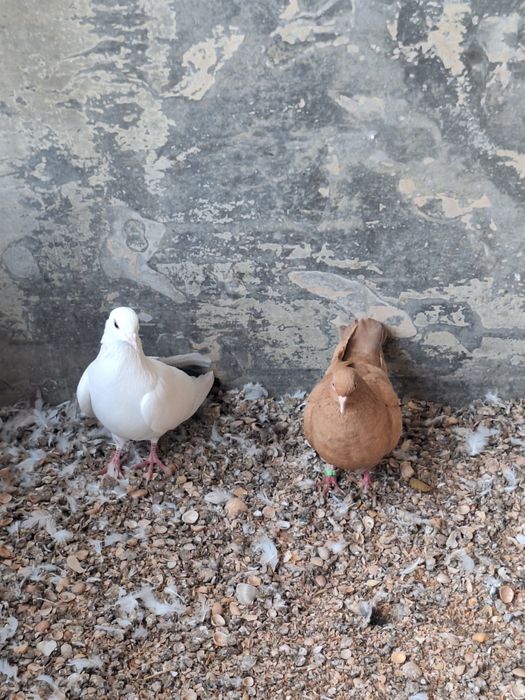 Голуби когершин  .