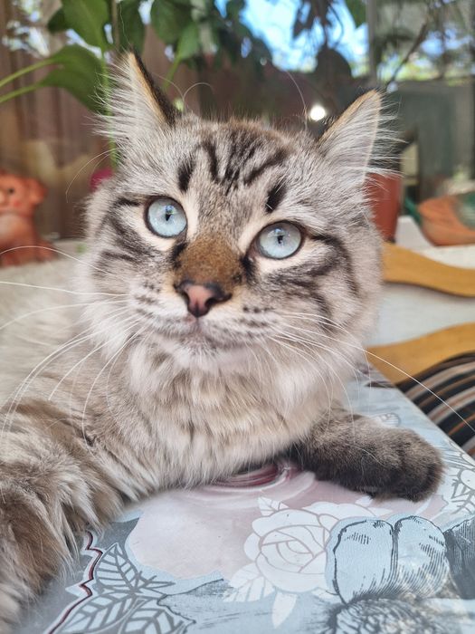 Кастрированный  кот бесплатно