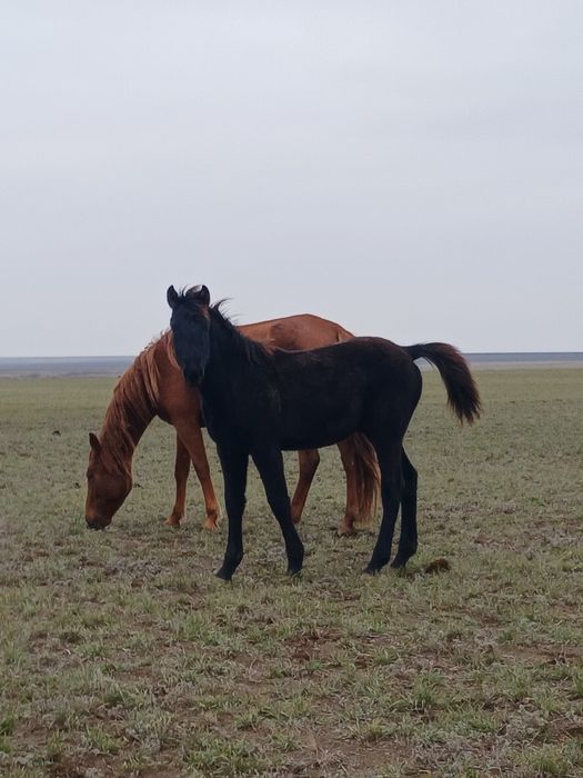 Канды тай, сатылады немесе обмен