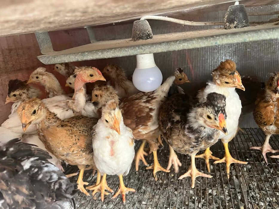 Pui Motati Golasi talie mare