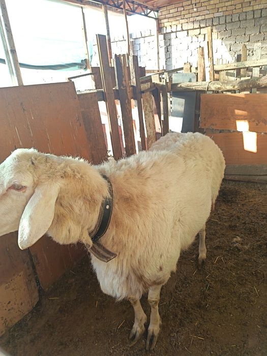 Арашан қўйлар сотилади