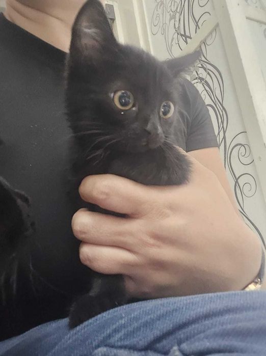 Котенок в добрые руки