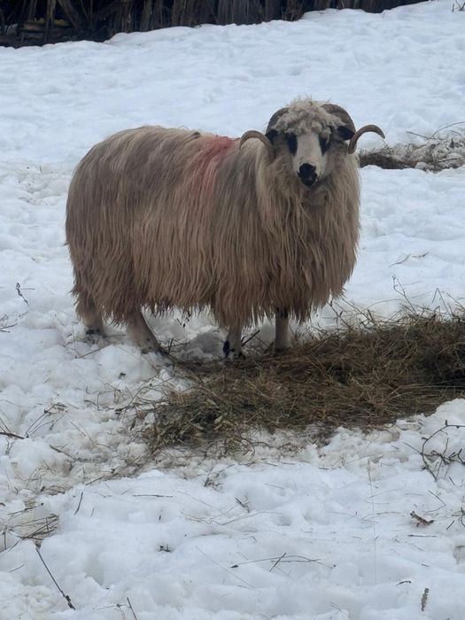 Berbec stramior  ….