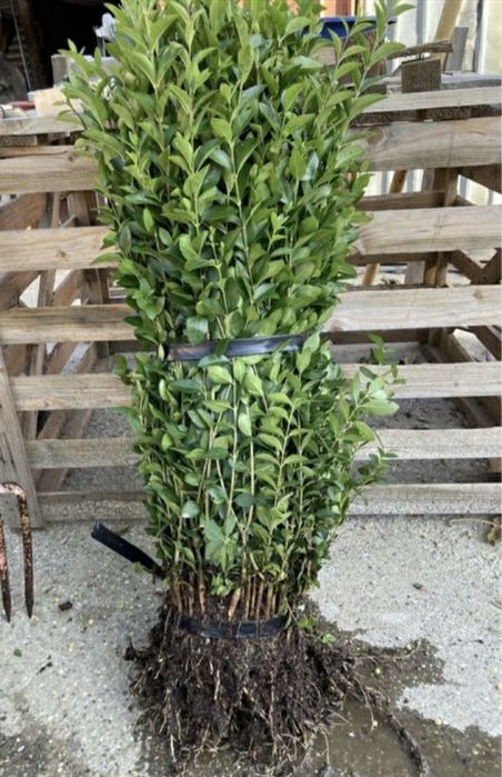 Lemn câinesc gard viu