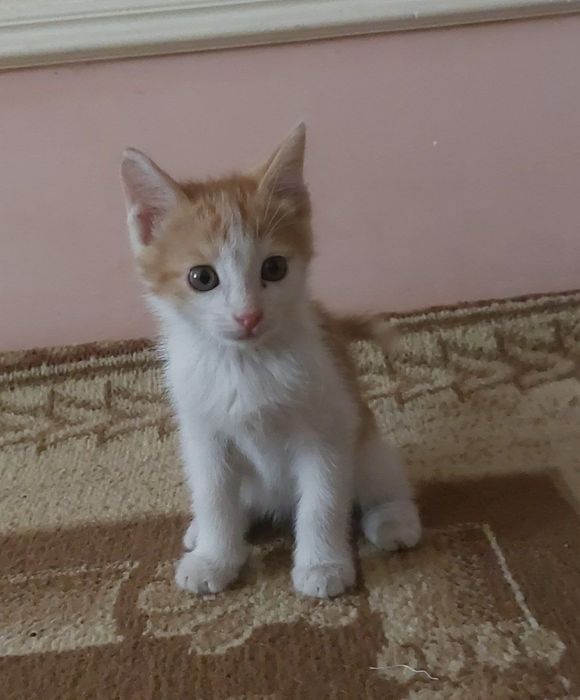 Котят домашный и умний