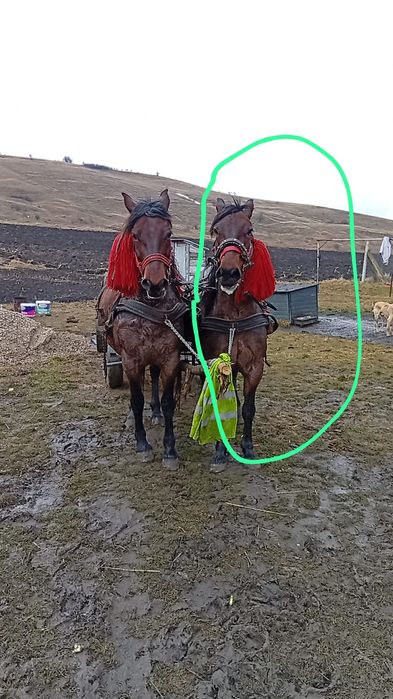 De vânzare iapă  cei încercuită de 9/10 ani