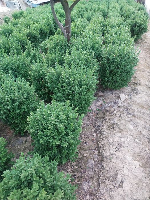 Shamshod sotiladi. Manzil Yunusobod tumani