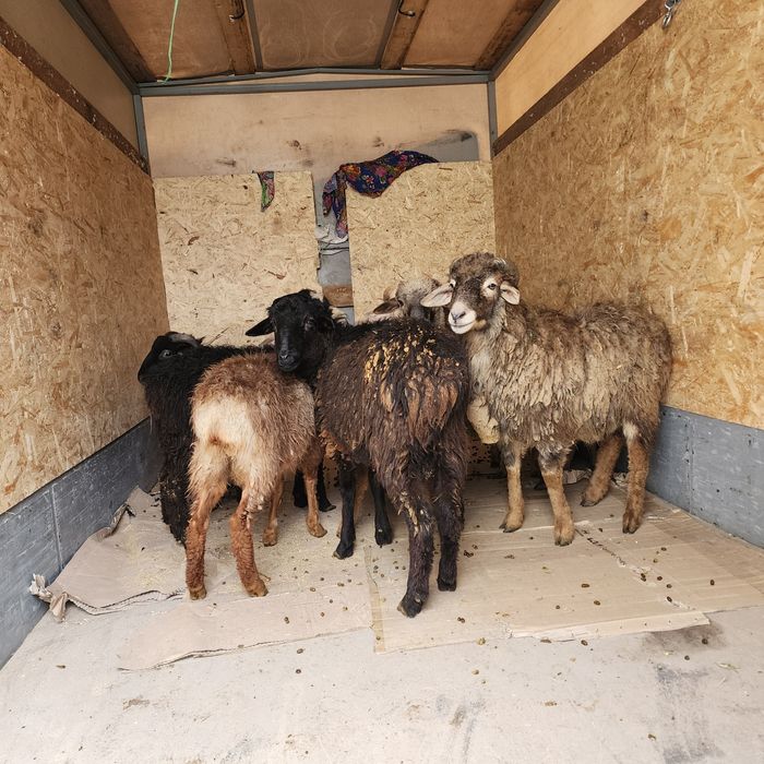 Кой сатылады срочно