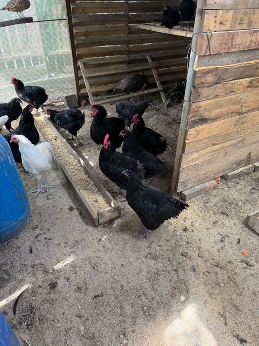 Cocosi australorp si pui prepelita polara gigant