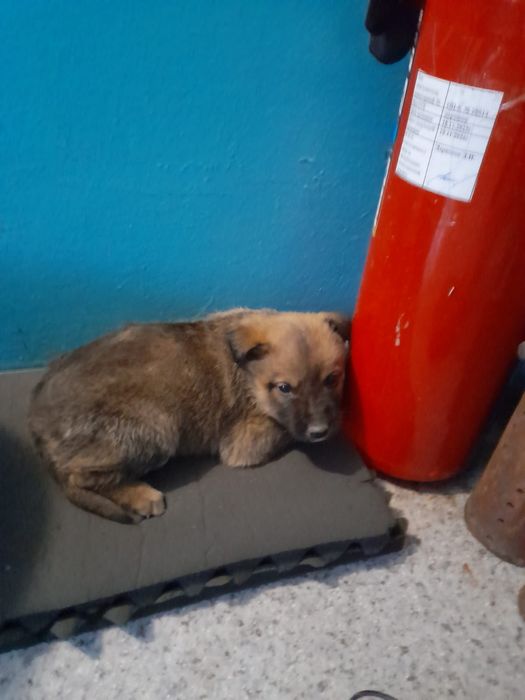 Пристраиваются малыши