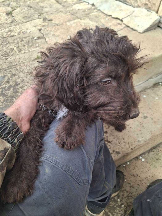 Кучета за трюфели