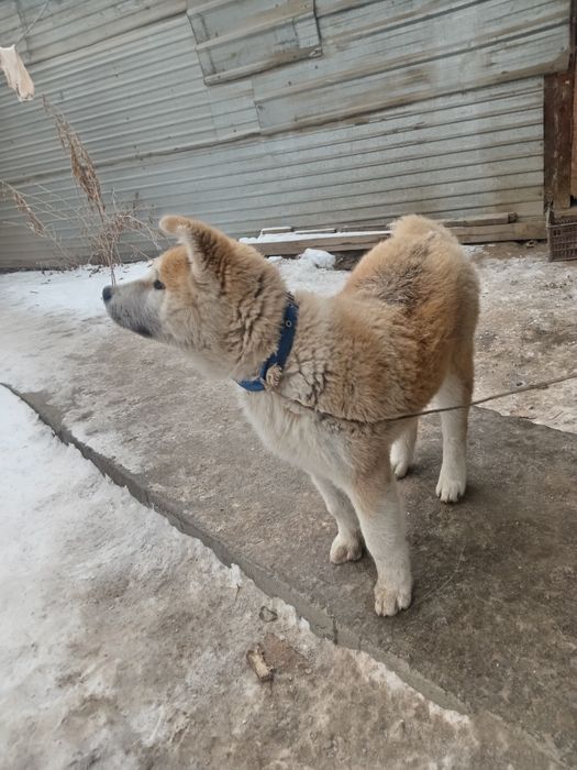 Шинок Акито акито