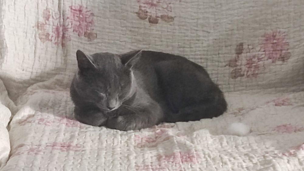 Отдам кота в хорошие руки