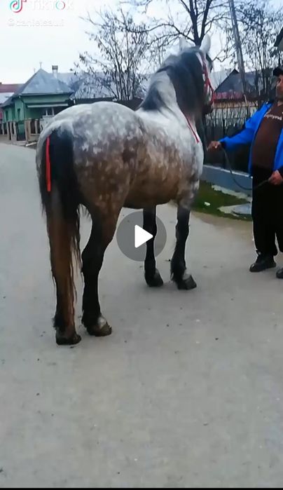 Vând iapă de 5 ani la garanție