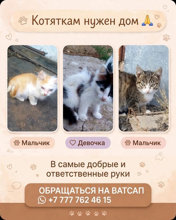 Котяткам нужен дом