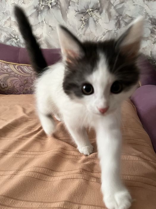 Котенок в добрые руки