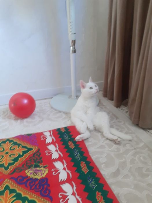 Дам хорошии руки кота