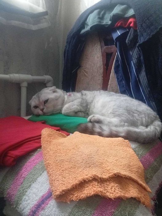 шотландская вислоухая кот (скоттиш-фолд).