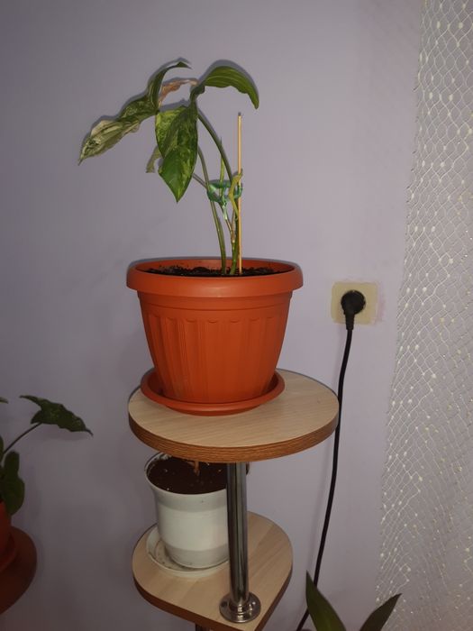 Продоюца цветы фиалки