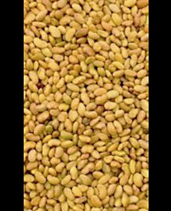 Sămânță de lucerna Letizia