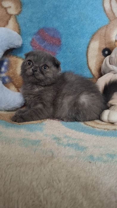 Продается котенок шотландский вислоухий скотиш фолд девочка.