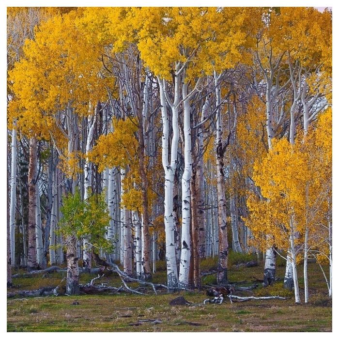 Бяла бреза (Betula pendula)