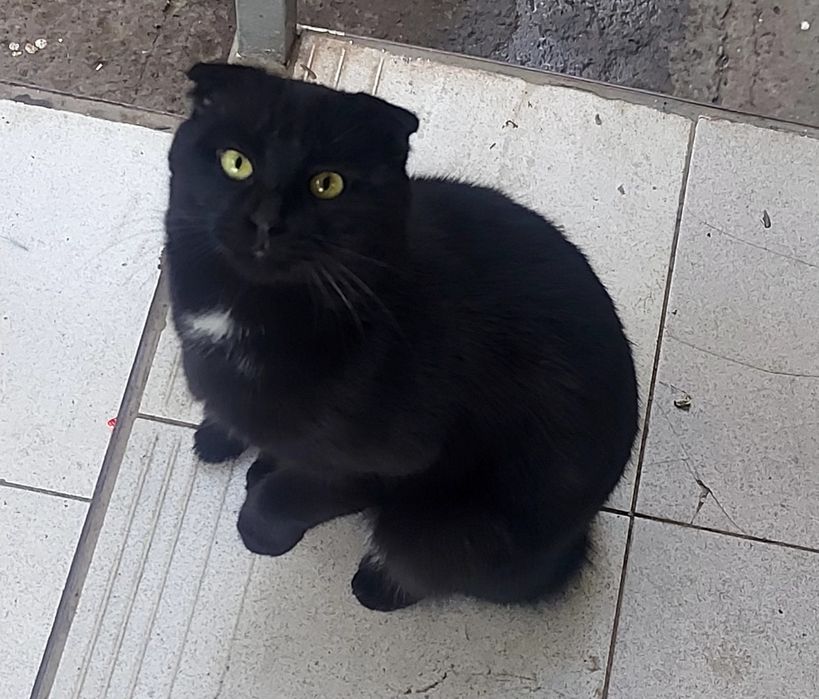 Котик в добрые руки