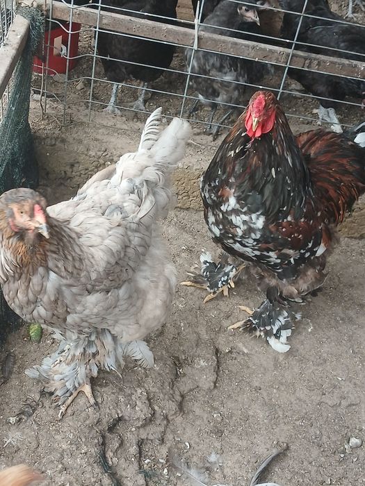 Cocos si găină brahma