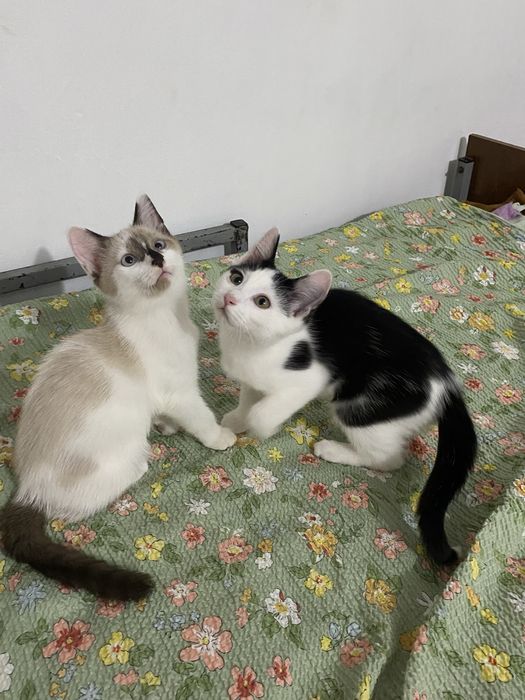 Отдам котят в добрые руки