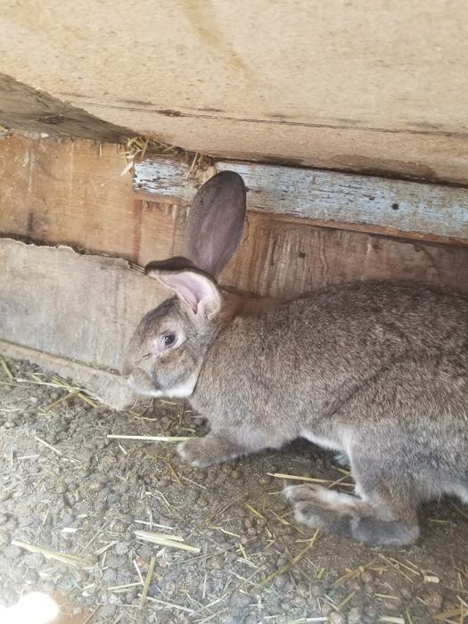 Flandr bolasi xar xili bor