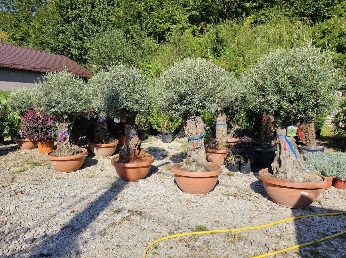 Vand maslini seculati si bonsai