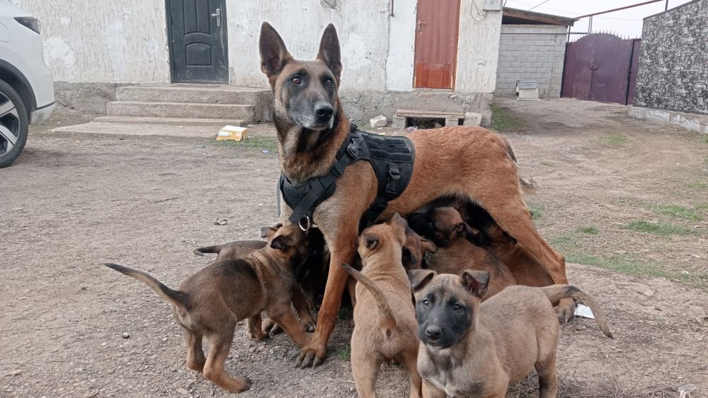 Щенки 1,5 месяц кабельи