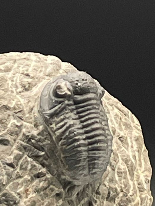 Фосилно съкровище: трилобит Gerastos (Proetid)