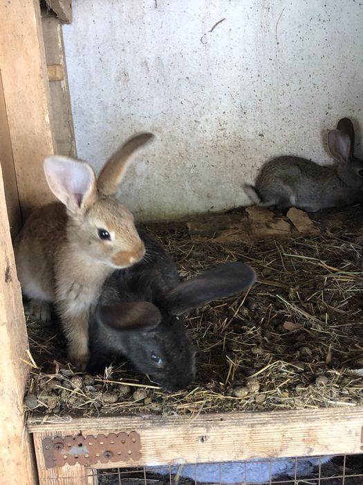 Продам кролчат 2 месяца