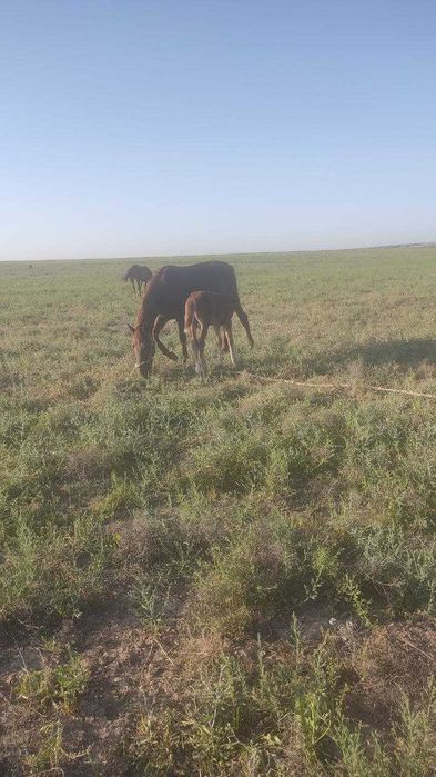 Ona bola biya sotiladi