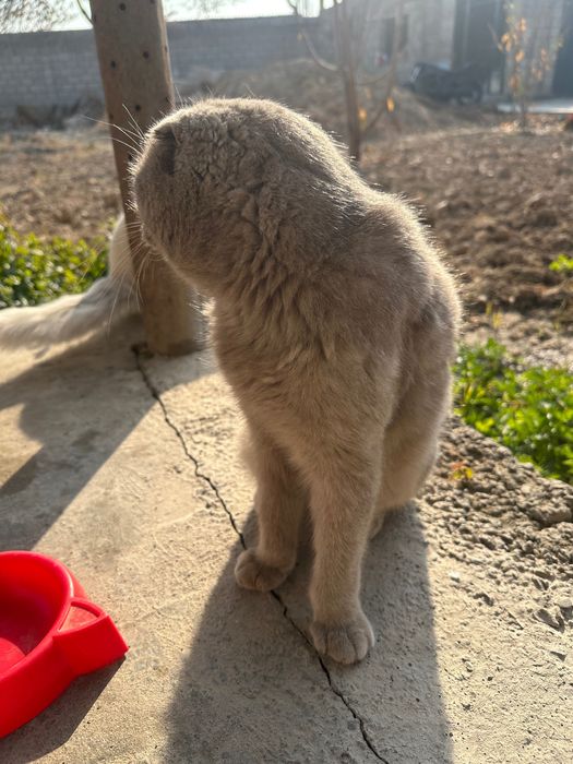 Mushuk sotlad ogil bola