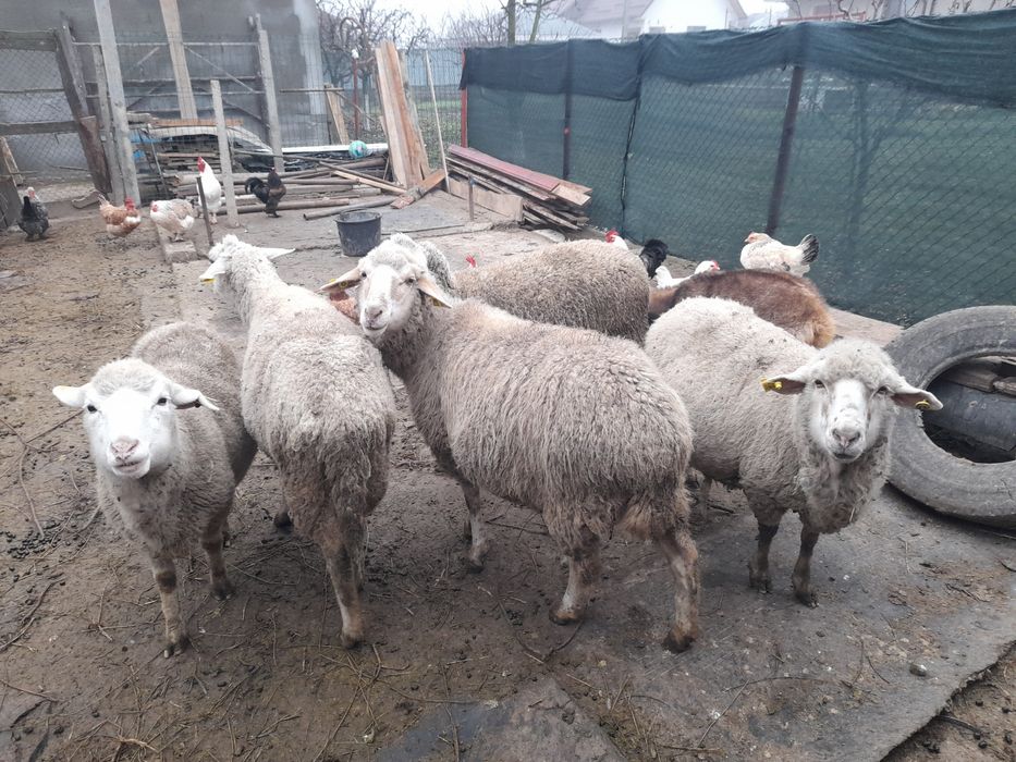 Oi gestație de vânzare